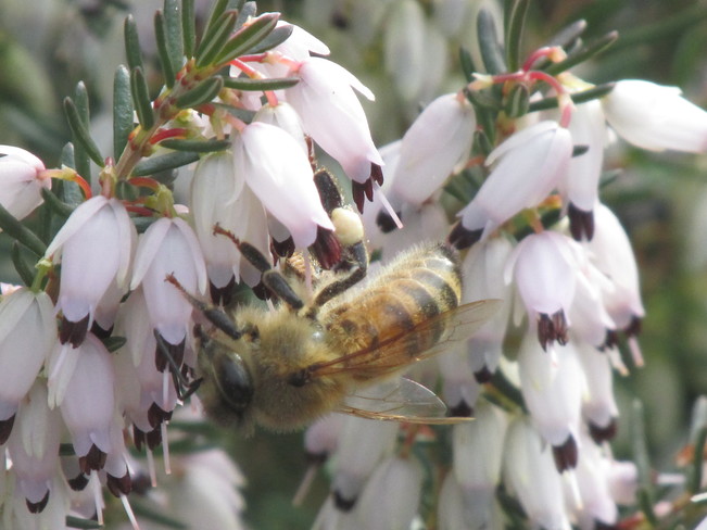 nectar in pollen basket on its hind leg Surrey, BC