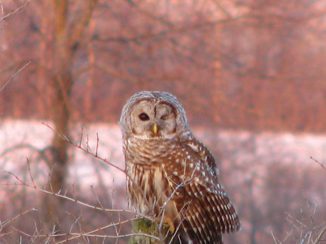 One eyed Barred owl near Bath Ontario Bath, ON