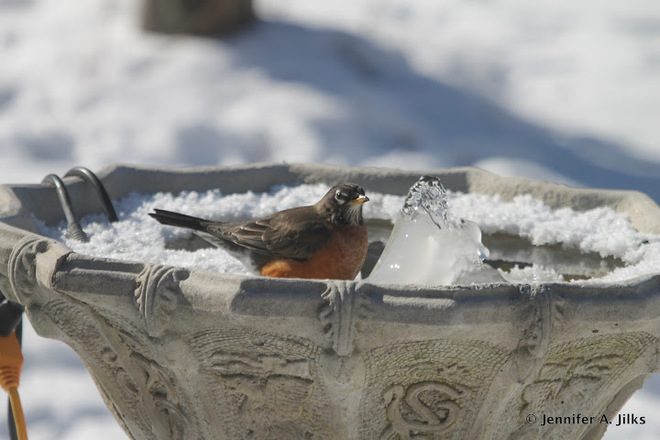 Robin in winter Port Elmsley, ON