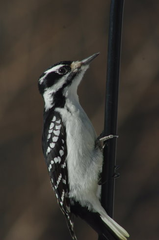 Backyard Woodpecker Milton, ON
