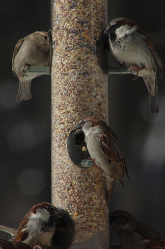 A day at the feeder. Milton, ON