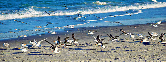 Gone with the wind, perfectly timed Florida Seagull Lift off <3 Indialantic, FL, United States
