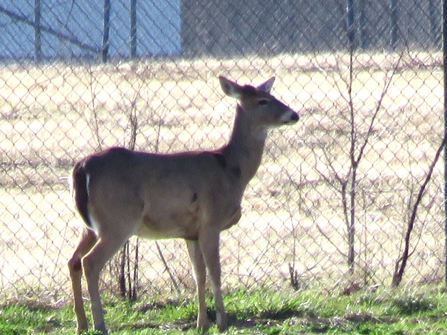 Deer Newport, Berlin Charter Township, MI, United States