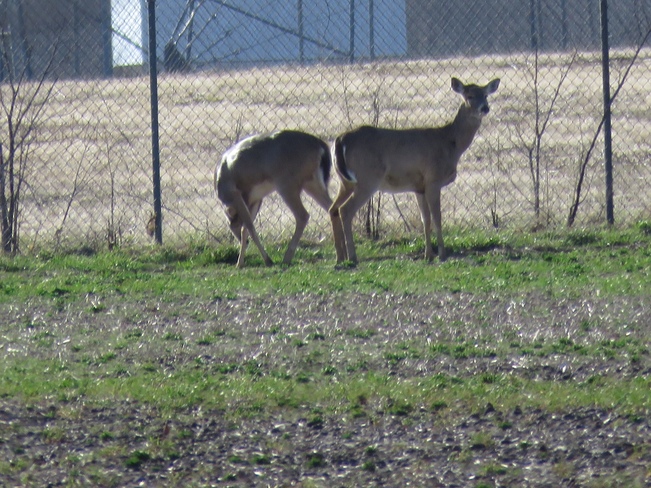 Deer Newport, Berlin Charter Township, MI, United States