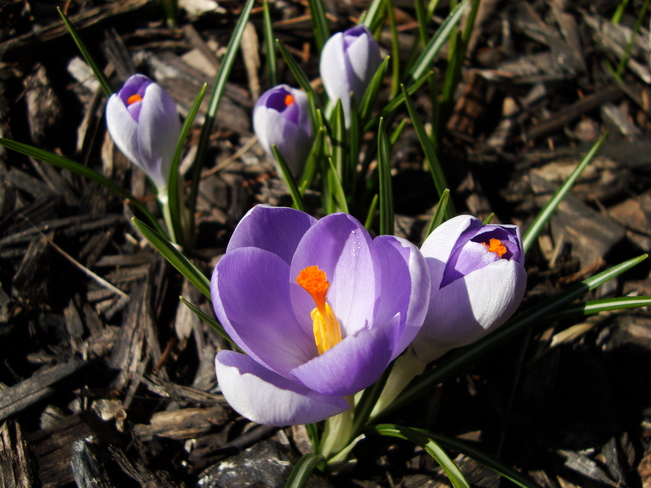 ~ a sign of spring ~ Owen Sound, ON