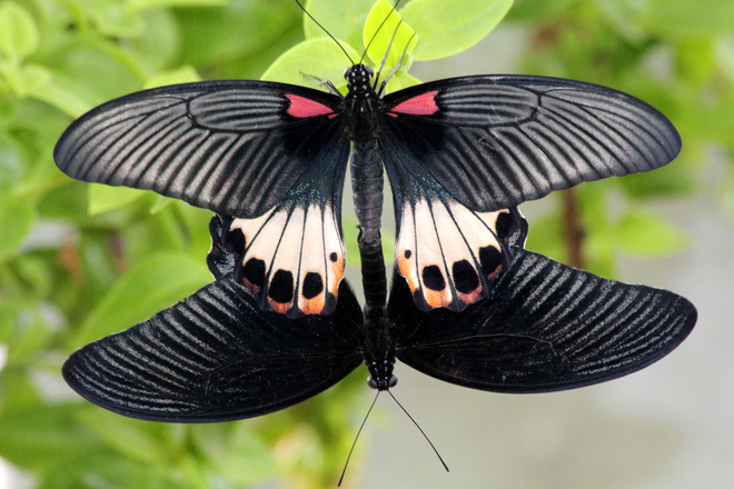 Butterfly Wonderland Scottsdale, AZ, United States