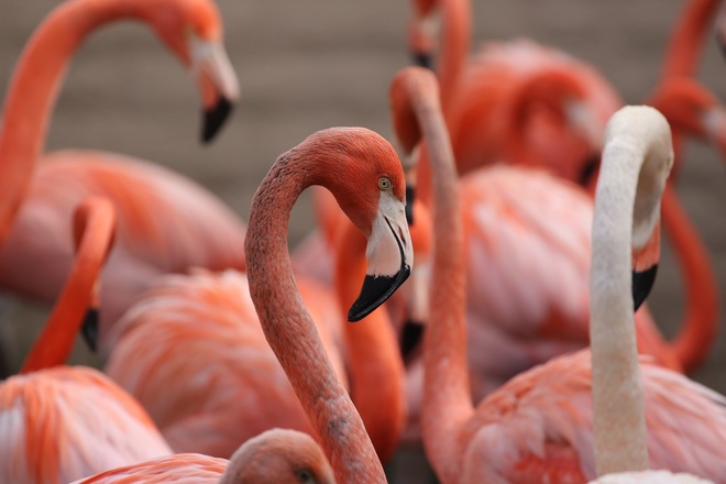 Doing the flamingo... Arizona, United States