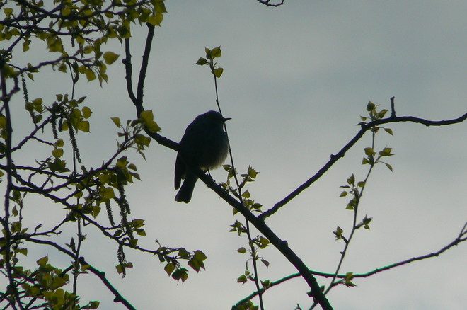 Blue bird Kimberley, BC