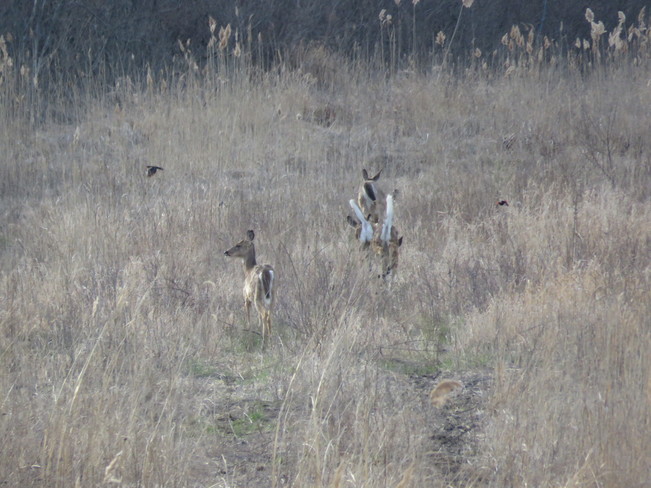 Deer Monroe, MI, United States
