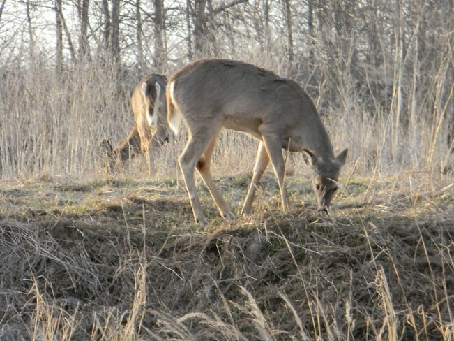 grazing deer Thunder Bay, ON