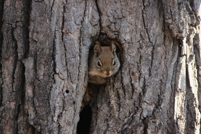 Squirrel House Winnipeg, MB