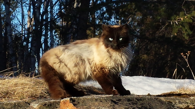 Le chat du voisin... Saguenay, QC