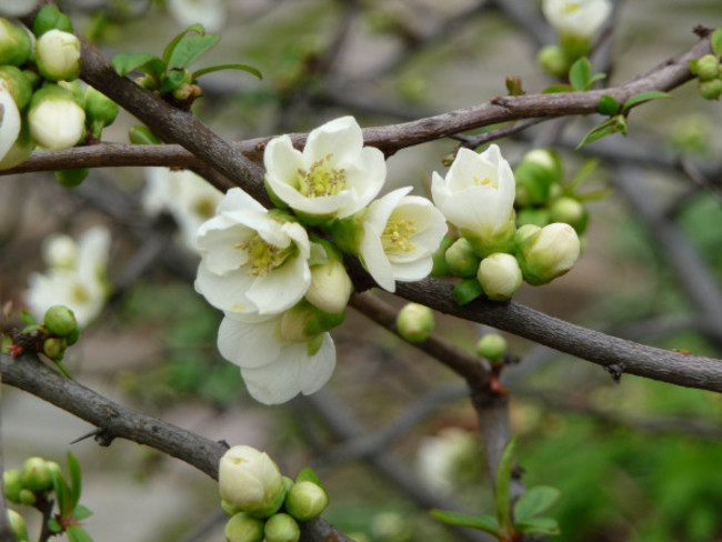 La floraison du printemps Châteauguay, QC