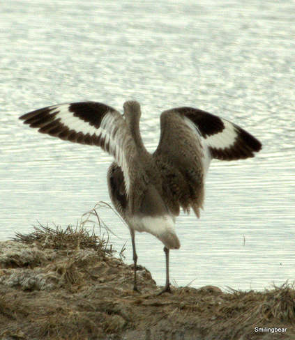 Western Willets...and a sneaky Killdeer Cactus Corner Truck Stop, Special Area No. 2, AB
