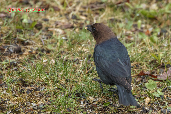 Brown head cowbird Maberly, ON