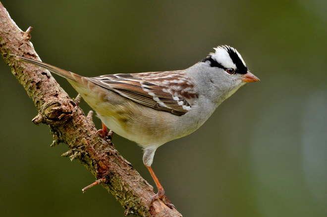 White-Crowned Sparrow Norfolk County, ON