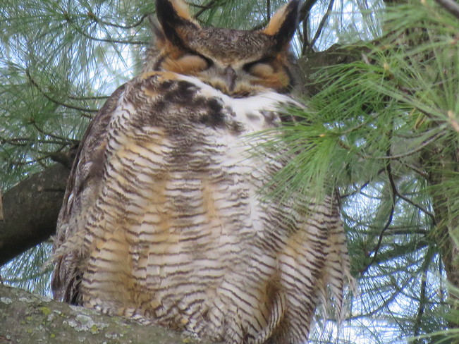 Great Horned Owl Arboretum New Goslings Canal ottawa's Arboretum
