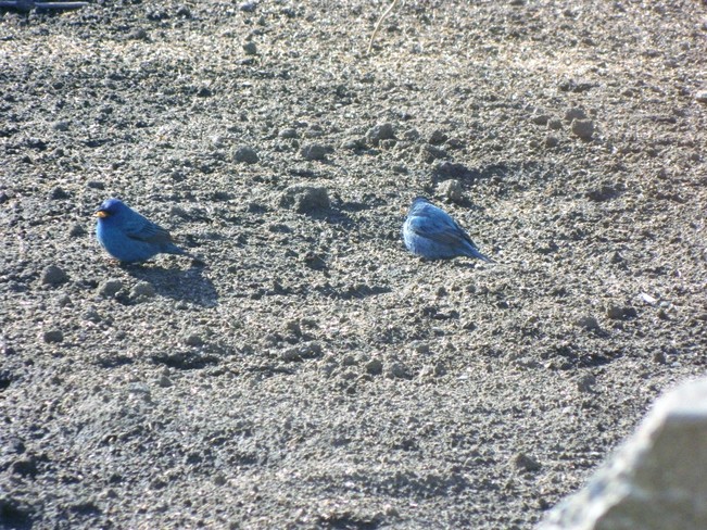 Indigo Bunting Birds Grand Bend, Lambton Shores, ON