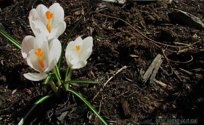 Fleurs du printemps Roberval, QC