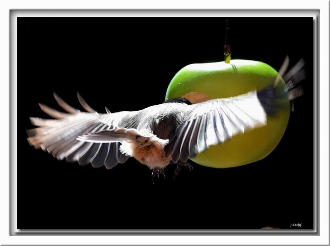 L'oiseau et la pomme Saint-Jean-sur-Richelieu, QC