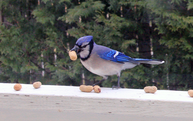 Blue jay loves peanuts! Saint Stephen, NB