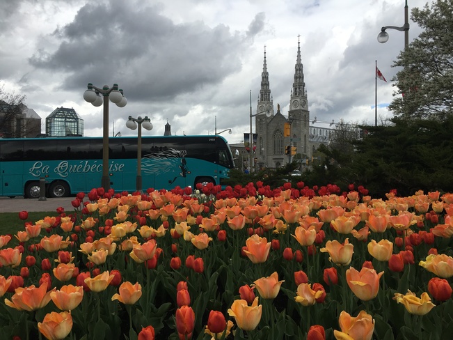 Tulip at capital Ottawa, ON
