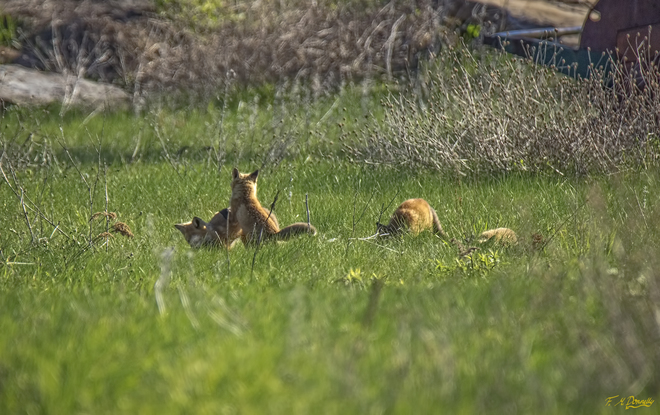 Four playing red fox kits Port Elmsley, ON