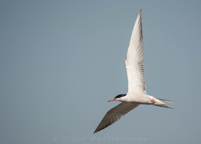 Common Tern Oshawa, ON