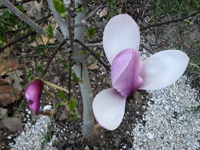 Magnolia Blossoms Sudbury, ON