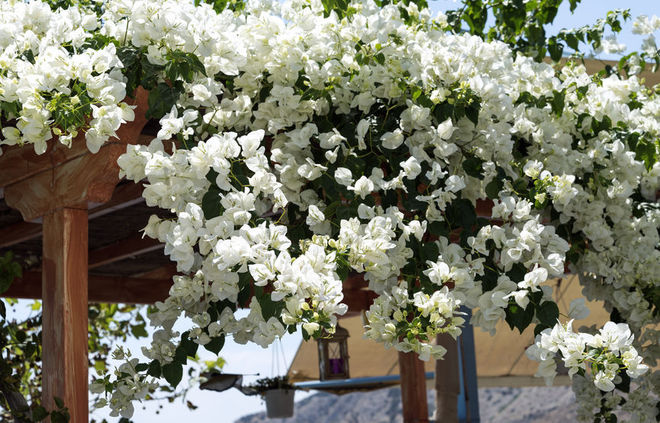 Arbuste de fleurs blanches Montréal, QC