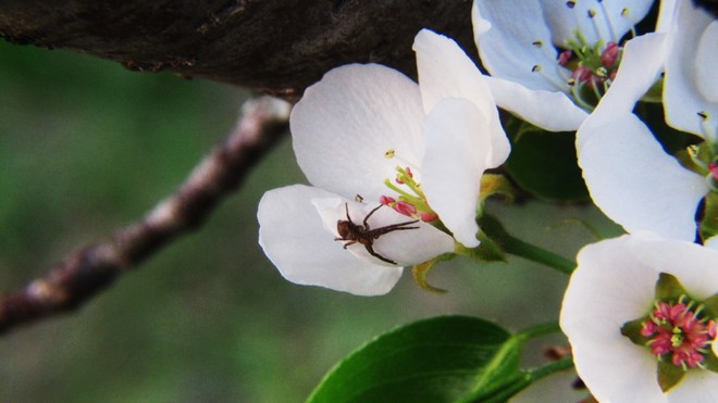 l'araignÃ©e dans les fleurs Chambord, QC