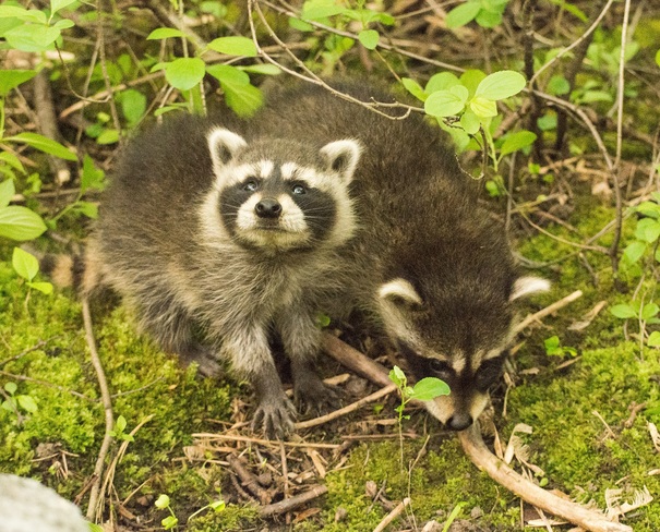 Raccoon Cubs Ottawa, ON