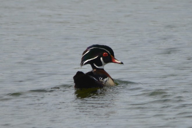 Male Wood Duck! St. Catharines, ON