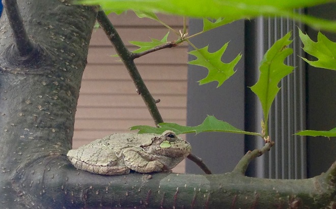 Gray tree frog Georgetown ON