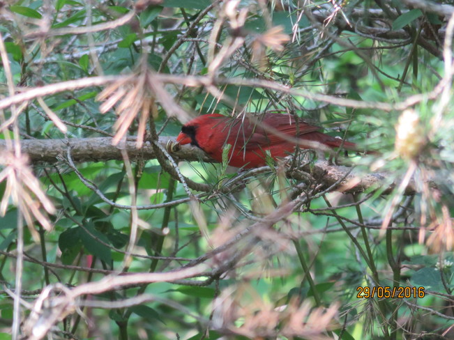 Cardinal Aurora, ON
