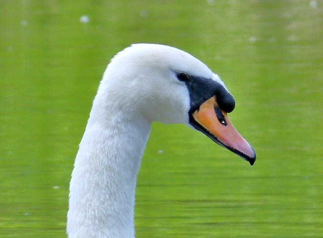 Mute (Royal White) Swans Ottawa, ON