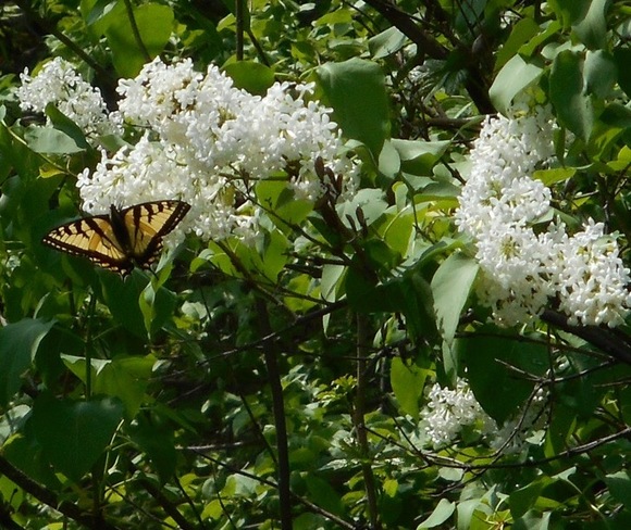 Papillon qui butine Sherbrooke, QC