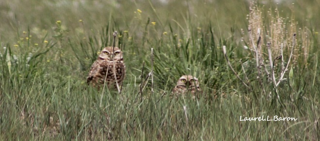 Burrowing Owls Brooks, AB
