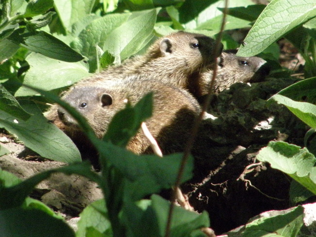 Famille marmottes Laval, QC