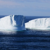 Plenty of beautiful icebergs in Iceberg Alley