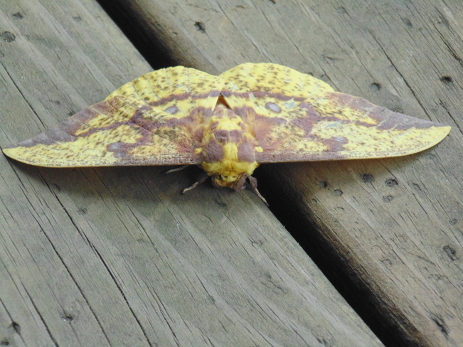 Imperial Moth West Virginia, United States