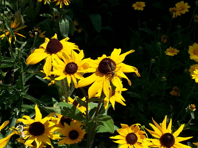 Pollinators Tecumseh, ON