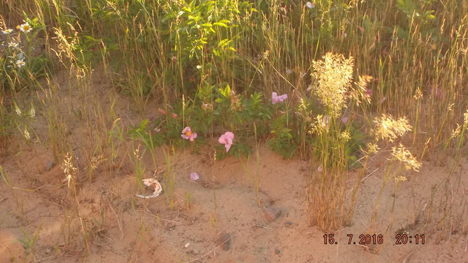 petites fleurs dans le sable (meilleur agrandie) au coucher du soleil Paquetville, NB