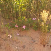 petites fleurs dans le sable (meilleur agrandie) au coucher du soleil