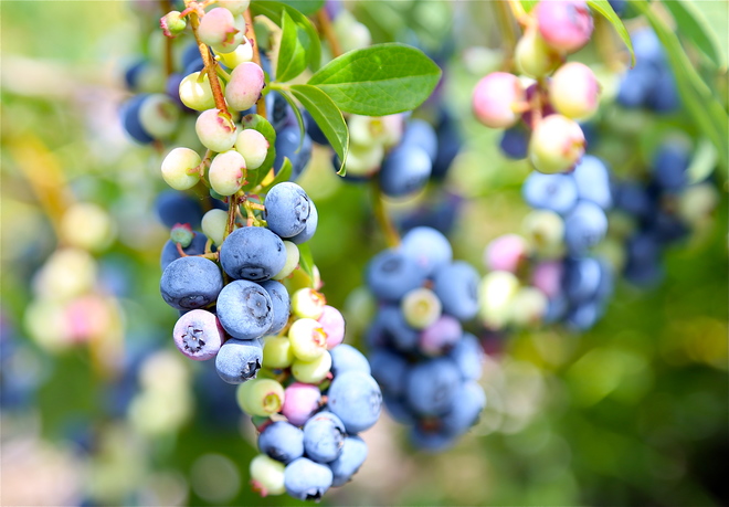 Blueberries :)) Stayner, ON