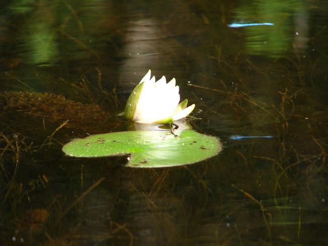 Water Lily Mew Lake, Algonquin Park, Ontario