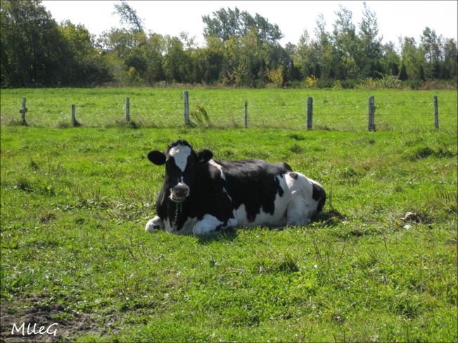 Vache Holstein Loretteville, Ville de Québec, QC