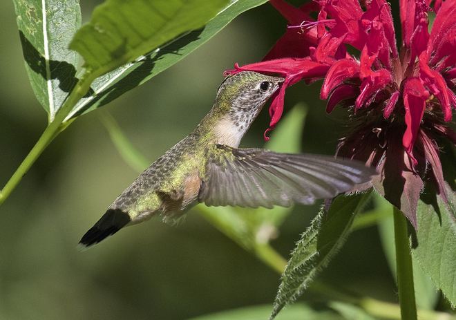 Hummingbirds Kamloops, BC
