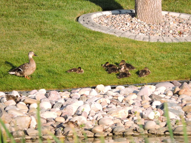 Mother Duck & Ducklings Leduc, AB