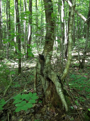 arbre diforme Saint-Stanislas-de-Champlain, QC